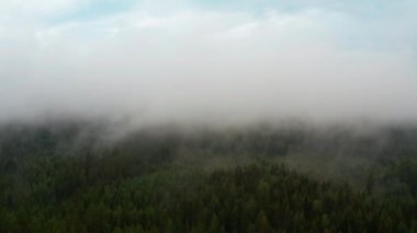 Panoramic View of Lush Green Forest with an Area Covered by Thick Fog