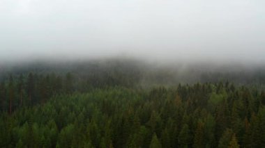 Lush Green Forest Trees in Norway with a Portion of It Covered by Fog