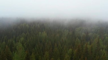 Pull Away Shot of Forest in Norway Revealing a View with Lush Green Trees