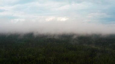Blue Skies with Thick Foggy Area in a Norwegian Forest
