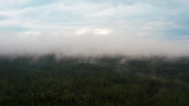 Cielos azules con zona de niebla gruesa en un bosque noruego — Vídeos de Stock