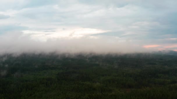 Witte dikke mist boven hoge dennenbomen in het bos — Stockvideo