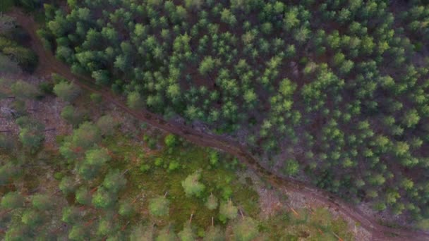 Vista panoramica dall'alto di alberi forestali e sentiero nel mezzo — Video Stock