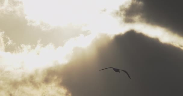 Vue à couper le souffle de la silhouette d'oiseau volant en cercle par le ciel orange — Video