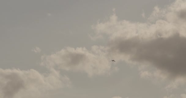 Bird Roams Freely no meio do céu nublado — Vídeo de Stock