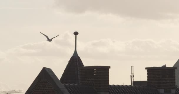 Vogel fliegt in goldener Stunde über die Dachkonstruktionen der Stadt — Stockvideo