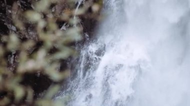 Şelalenin Önündeki Bitki Yaprakları