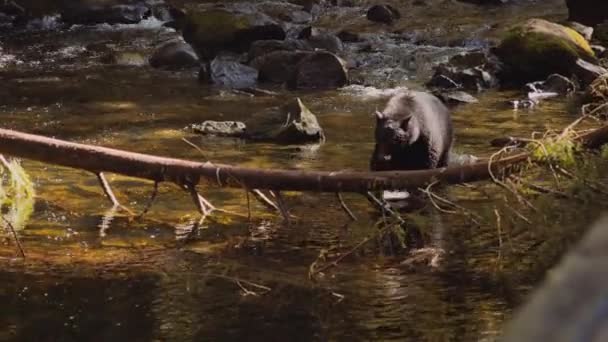 Beer wandelen in de rivier en klimmen gevallen boom — Stockvideo