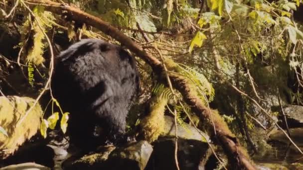 Zwarte beer foerageert tussen bomen — Stockvideo