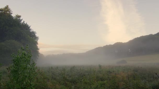 Misty mañana campo — Vídeos de Stock