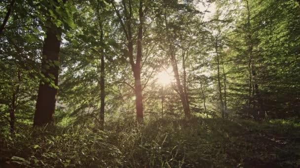 Lumière du soleil flamboyant à travers la forêt dense — Video