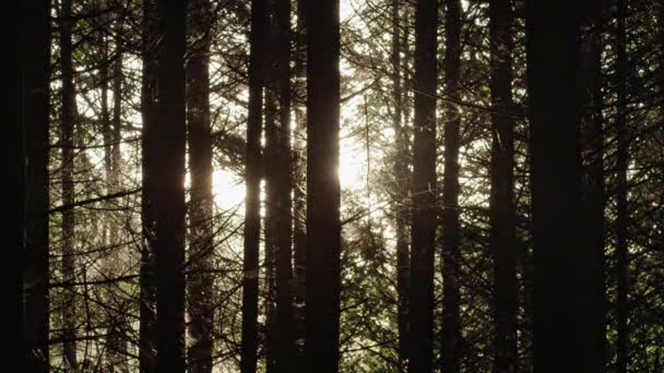 La luz del sol brilla a través de árboles forestales — Vídeo de stock