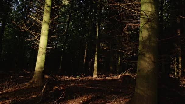 Sunlight On Forest Trees — Stockvideo