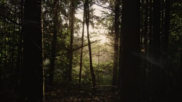 Сонячне світло, що світиться лісовими деревами — стокове відео