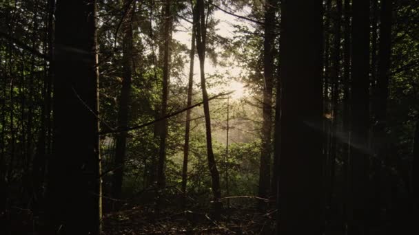 La luz del sol brilla a través de árboles forestales — Vídeo de stock