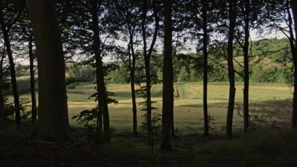 Campo visto a través de árboles del bosque — Vídeo de stock