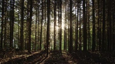 Sunlight Glowing Through Forest Trees