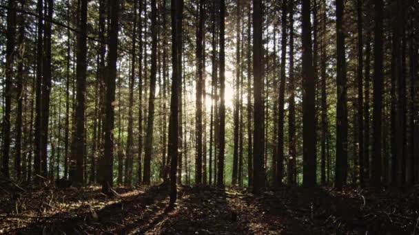 La luz del sol brilla a través de árboles forestales — Vídeos de Stock