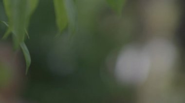 Sarışın Kadın Güneş Işığı Bahçesinde Odaklanıyor