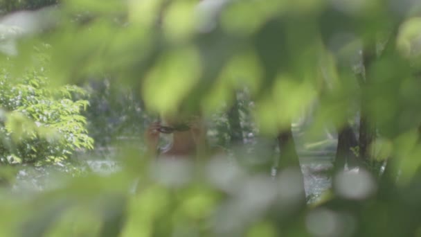 Jeune femme marchant à travers des plantes de jardin ensoleillé 