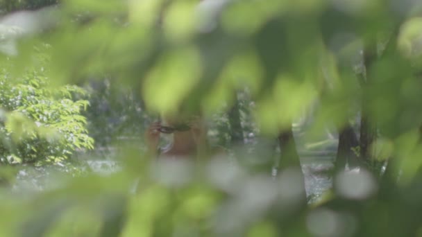 Jeune femme marchant à travers des plantes de jardin ensoleillé — Video