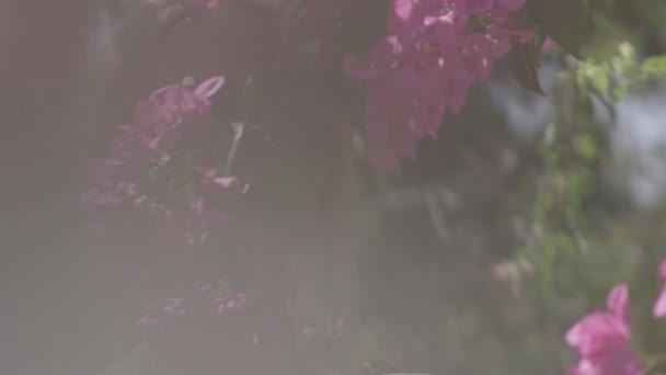 Bella donna godendo fiori nel giardino illuminato dal sole — Video Stock