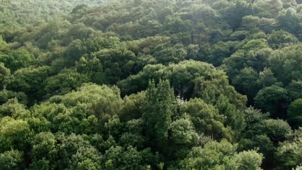 Bosque verde exuberante S de Madeira — Vídeo de stock