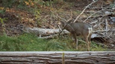 Female Deer Walking Through Twigs and Grass in the Middle of the Forest
