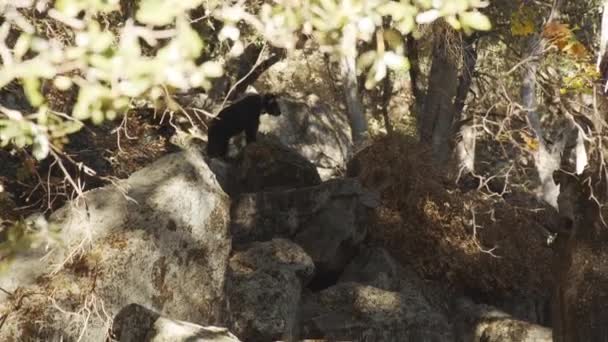 Urso preto em pé junto às grandes pedras em Yosemite — Vídeo de Stock