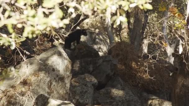 Oso Negro de pie junto a las grandes rocas en Yosemite — Vídeo de stock