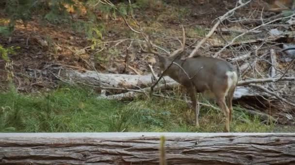 Ciervo hembra caminando a través de ramitas y hierba en medio del bosque — Vídeo de stock