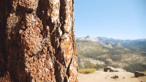 Tronco d'albero in primo piano e Yosemite Valley sullo sfondo — Video Stock