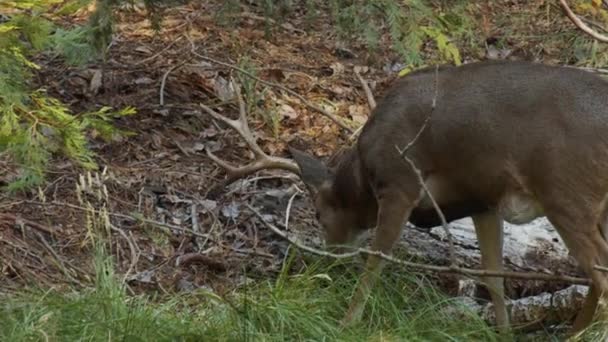 Cerfs dans la forêt se promenant avec des brindilles et des branches autour de lui — Video