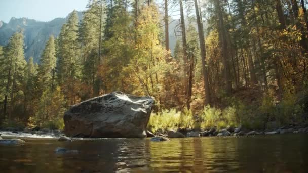 Cours d'eau dans le parc Yosemite avec divers arbres forestiers en arrière-plan — Video