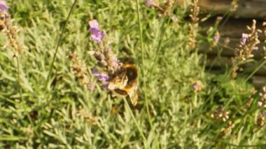Lavanta Çiçeği 'nde Bumblebee' nin Macro Shot 'u