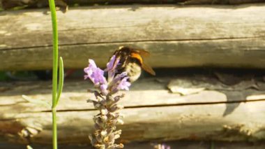 Çiçek Üzerine Bumblebee 'nin Güzel Yakın Çekimi