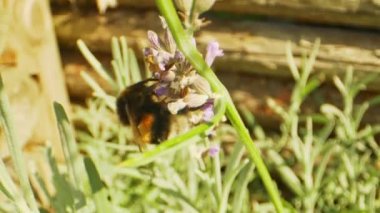 Güneşli bir günde Lavanta Çiçeği 'nde Bumblebee' nin Macro Vuruşu