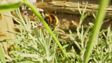 Bumblebee 'nin Yakından Bakışı Lavanta Çiçeği Köküne Asılı