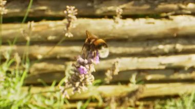 Bumblebee Macro Şat Lavanta Çiçeğinden Nektar İçiyor