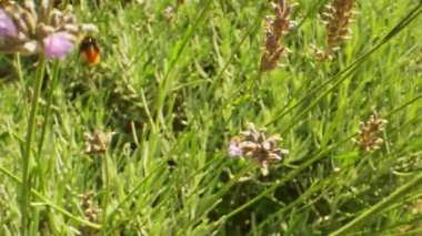 Bumblebee Lavanta çiçeklerinin etrafında uçuyor güneşli bir günde