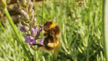 Mor Çiçekten Nektar İçen İşçi Bumblebee