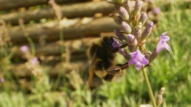 Bumblebee 'nin Lavender' dan Nektar yudumlarken ki inanılmaz yakın çekim videosu