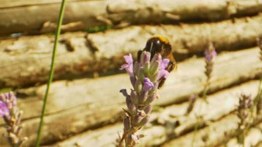 Sıcak ve güneşli bir günde Bumblebee ve Lavanta Çiçeği Macro shot 'ı