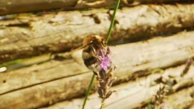 Güneşin Sıcaklığı Altındaki Bahçede Bumblebee 'nin Macro Videosu
