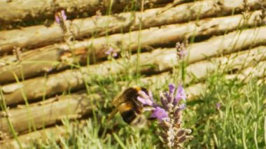 Bir Lavanta Çiçeğinin Ucundaki Bumblebee 'nin Yavaş Macro Videosu