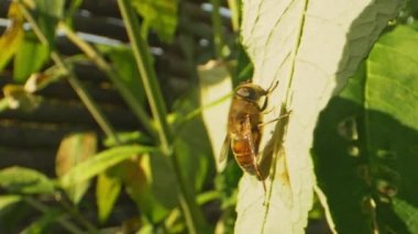 Yeşil Yaprak Üzerinde Bir Yabanarısı Oturuyor