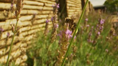 Arka bahçedeki lavanta bahçesi ve Bumblebee Macro