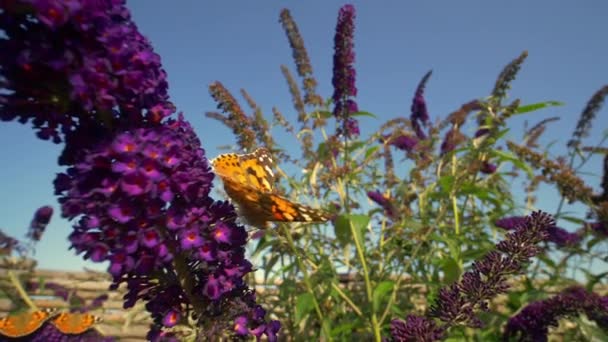 王冠蝴蝶在摇曳的花朵之上的特写视频 — 图库视频影像