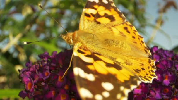 Tiro macro de mariposa monarca amarilla y desenfoque de plantas en el fondo — Vídeo de stock