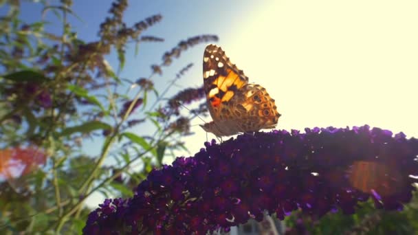 Närbild Skott av en fjäril med solljus bländning i ramen — Stockvideo